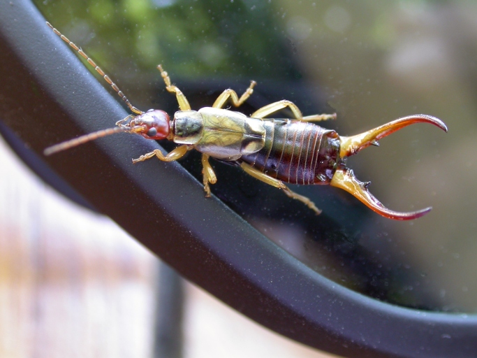 Earwigs are small, nocturnal insects that are attracted to damp places.