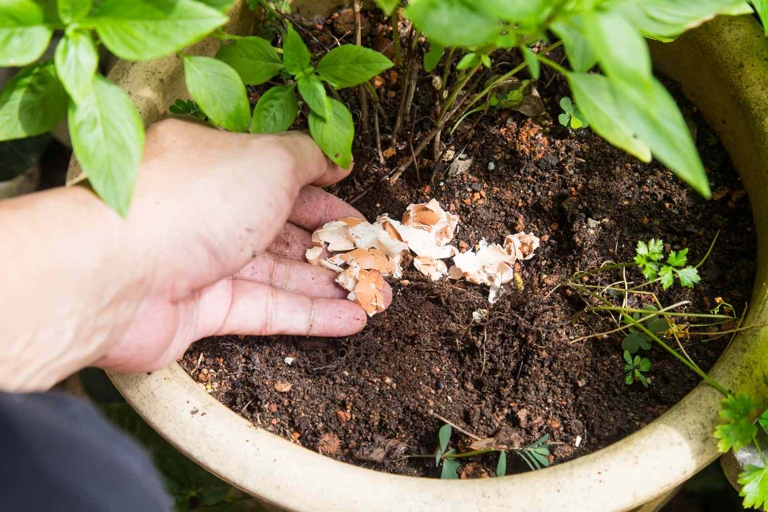 Eggshell powder fertilizer is a great way to give your indoor plants the nutrients they need to grow.
