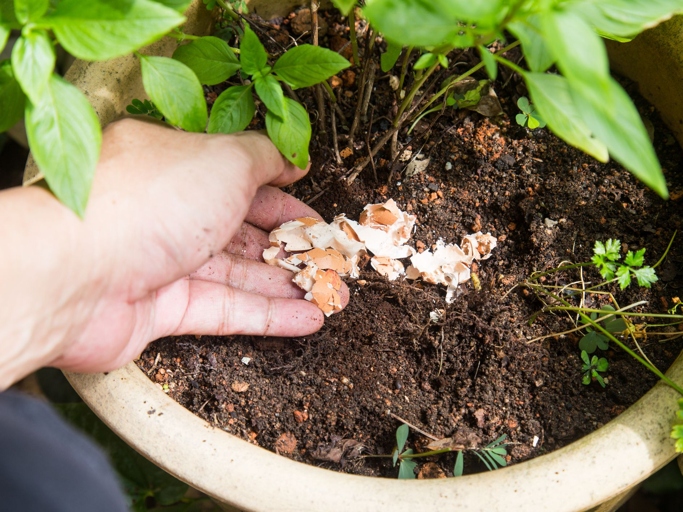 Eggshells are composed of calcium carbonate, which makes them an ideal fertilizer for gardens.