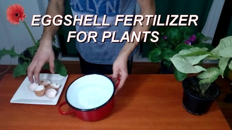 Eggshells can be used as fertilizer for houseplants.