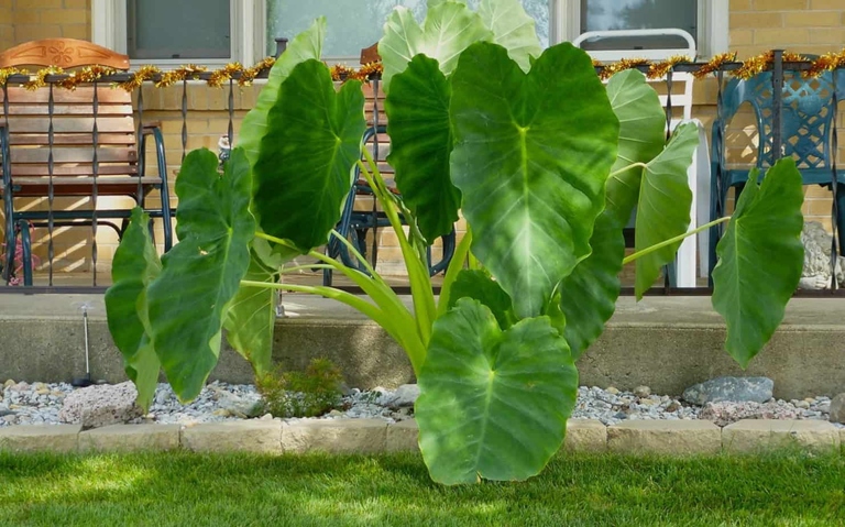 Elephant ear plants are a fast-growing, tropical plant that can add a dramatic touch to any indoor or outdoor space.
