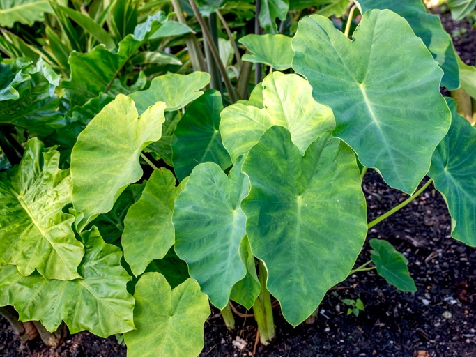Elephant ear plants are a type of plant that blooms in the summer.