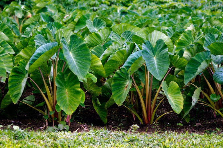 Elephant ear plants are a type of taro that is native to Southeast Asia and is grown for its large, edible corms.