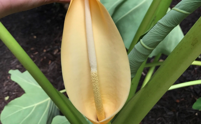 Elephant ear plants bloom in the late spring or early summer.
