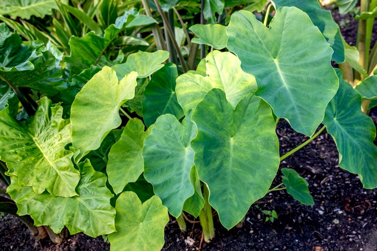 Elephant ear plants need a lot of space to grow, so make sure you have enough room in your garden before planting them.