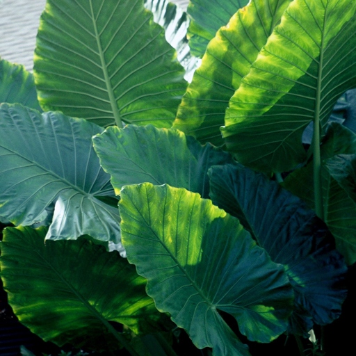 Elephant ears are a tropical plant that can be grown as an annual in colder climates.