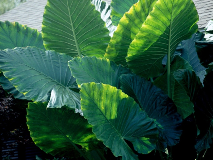 Elephant ears are a tropical plant that can be grown as an annual in most climates.