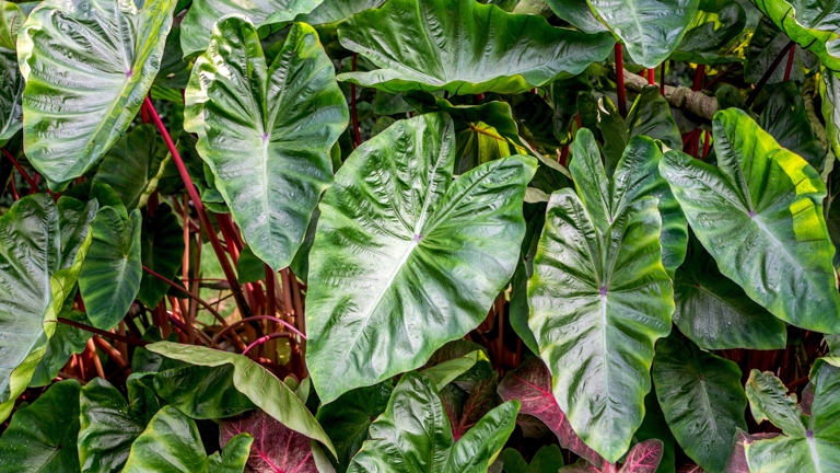 Elephant ears are easy to care for and make a great addition to any garden. They are known for their large, floppy leaves that resemble the ears of an elephant. Elephant ears are a type of plant that is native to California.