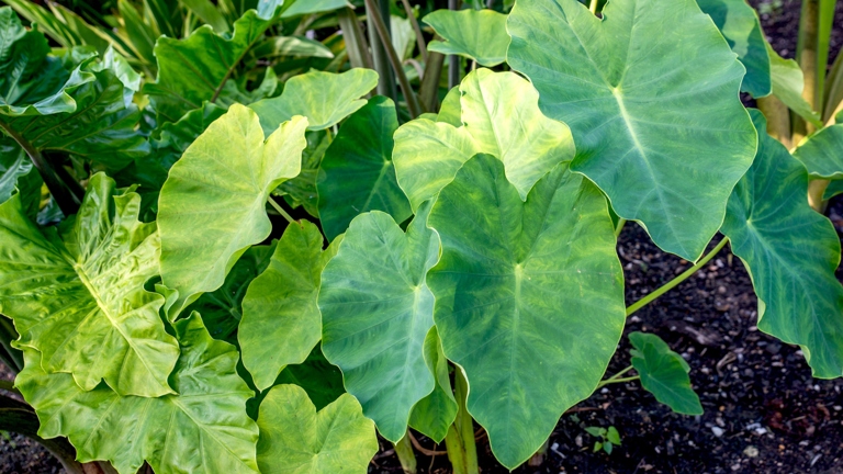 Elephant ears are native to tropical regions and prefer humid conditions.