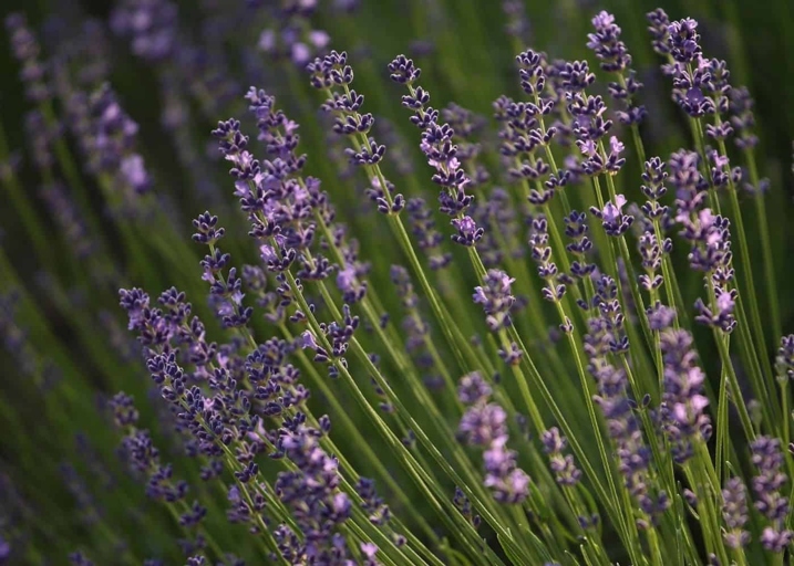 English Lavender (Lavandula angustifolia) is one of the most drought tolerant lavenders, and is also one of the most fragrant.
