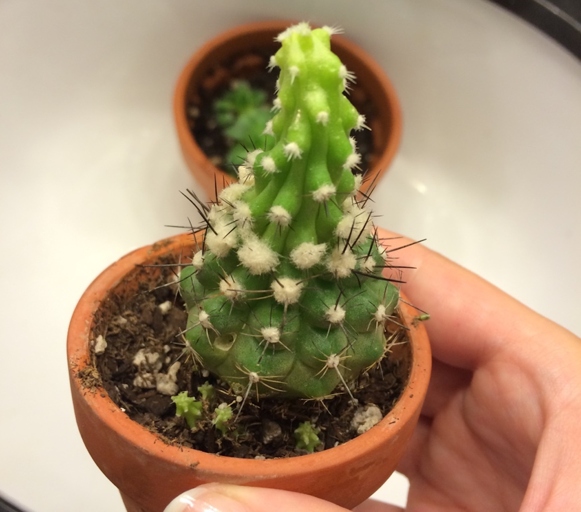Etiolation in cactus can be caused by several environmental factors, but the most common is too much light.
