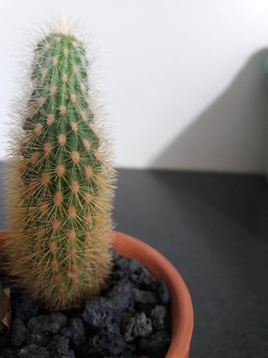 Etiolation is a common problem for cacti, and it is caused by a lack of light.