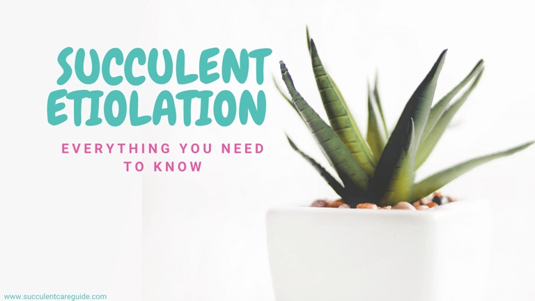 Etiolation is a condition that results in the stretching and weakening of a plant, and is often caused by a lack of sunlight.