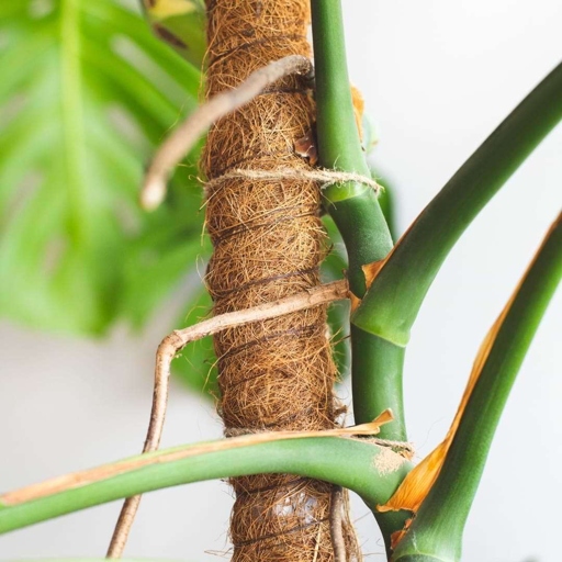 Examining the root system of a Monstera is important in order to determine the health of the plant.