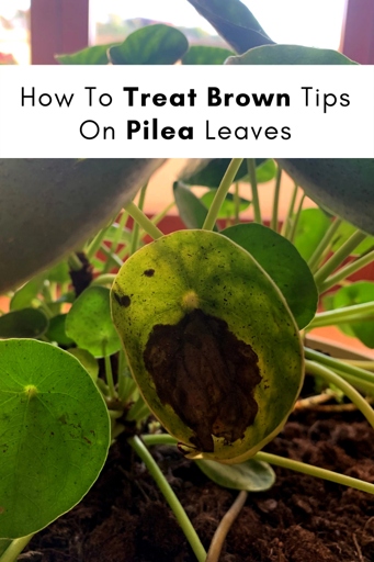 Excess light can cause brown or black spots on Pilea leaves.