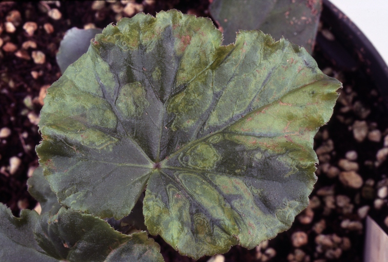 Excess light is one of the most common causes of brown spots on begonia leaves.