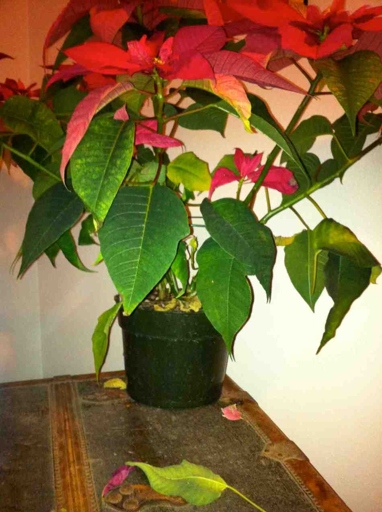 Excess watering is one of the most common causes of poinsettia leaves turning black.