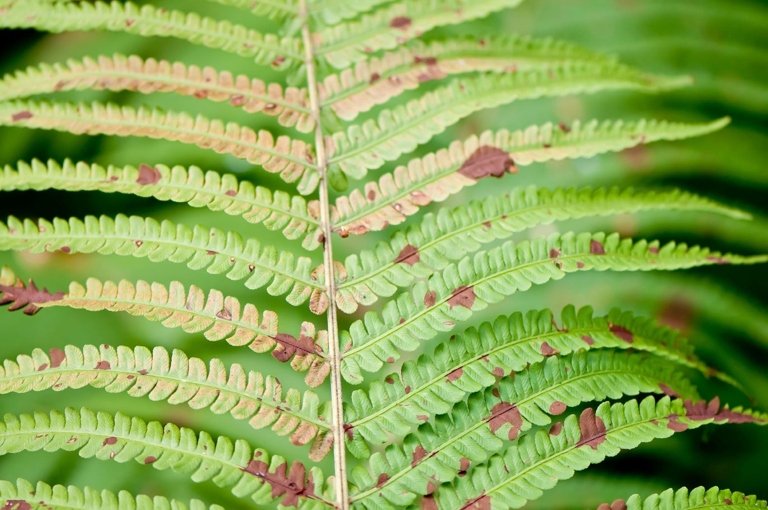 Fern anthracnose is a fungal disease that can affect many different types of ferns.