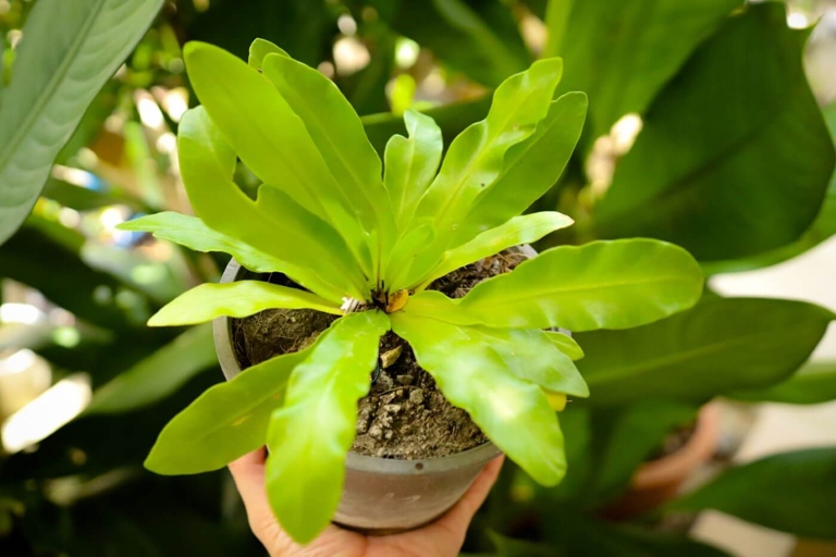 Fern Anthracnose is a type of plant fungus that can cause your bird's nest fern to die.