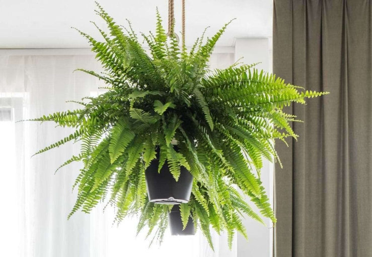 Ferns are a common houseplant, but they can be finicky.