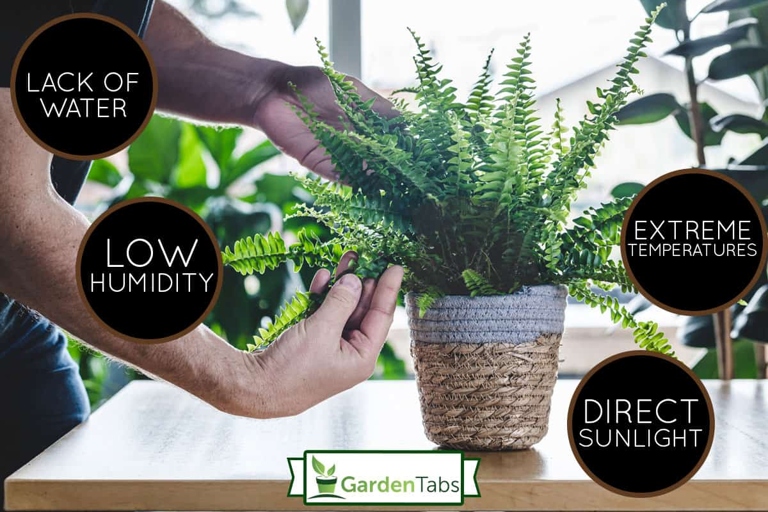 Ferns are a popular houseplant, but they can be susceptible to diseases that cause them to dry out.