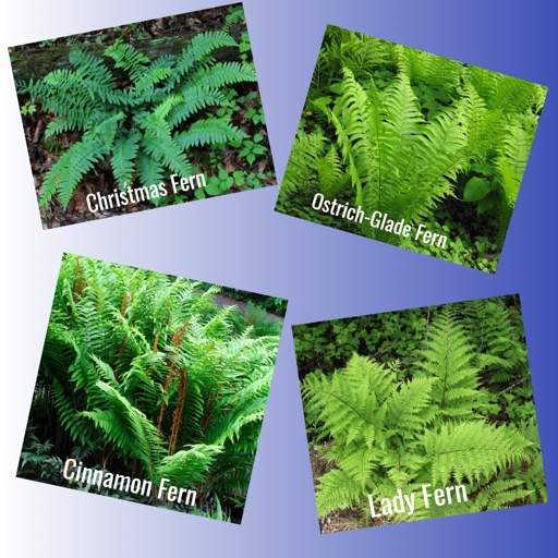 Ferns are a type of plant that need moist soil to survive.