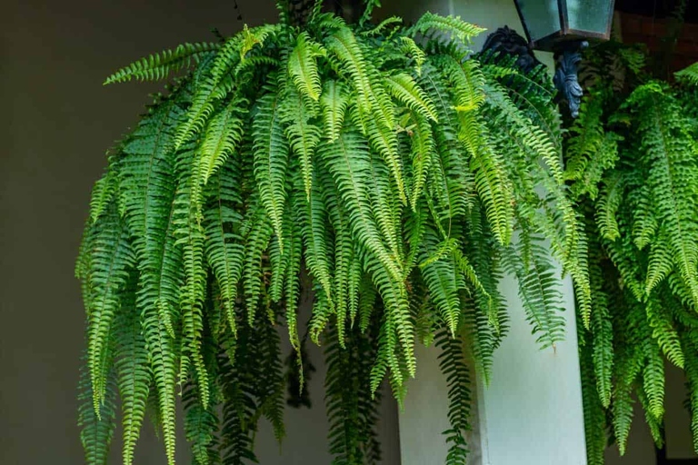 Ferns are a type of plant that need to be watered often, but the best watering techniques vary depending on the type of fern and the climate.