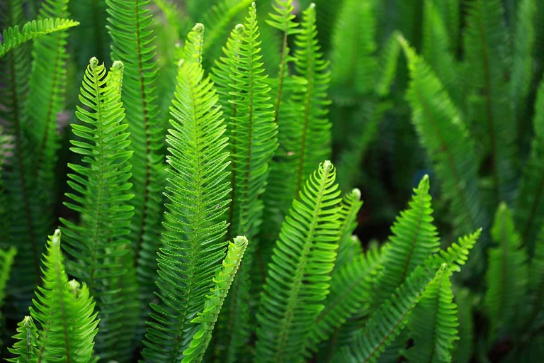 Ferns are a type of plant that thrive in moist conditions and require little maintenance, making them a popular choice for both indoor and outdoor gardens.