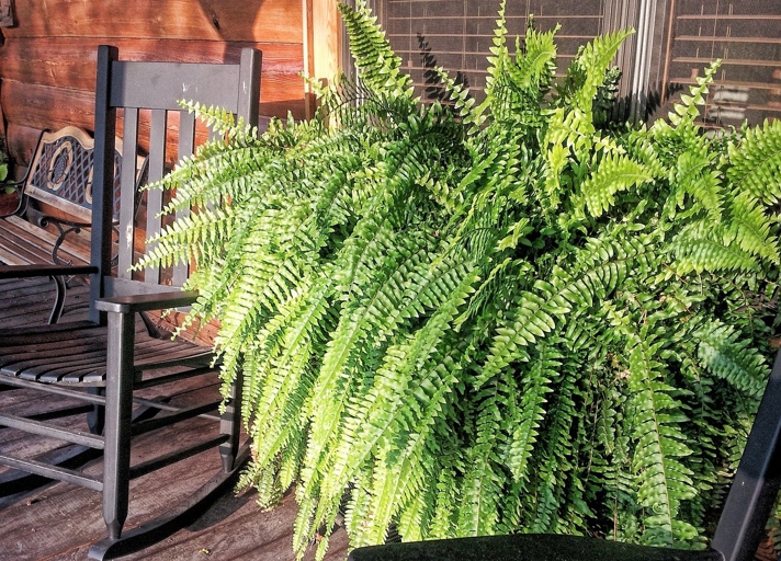 Ferns are a type of plant that thrive in moist conditions, so it is important to water them frequently, especially if the air is dry.