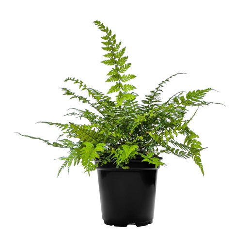 Ferns are beautiful, low-maintenance plants that can thrive indoors or outdoors.