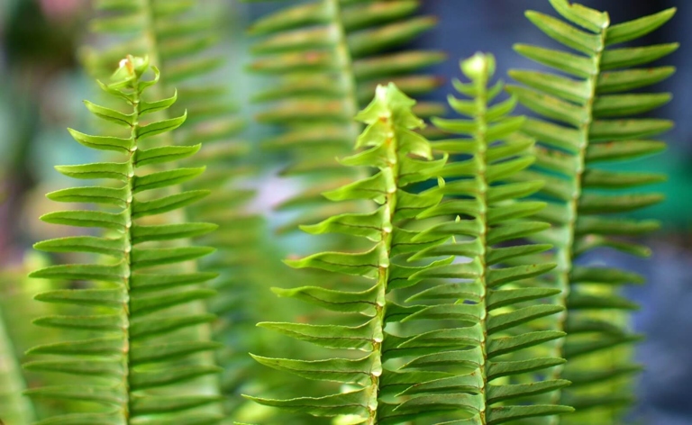 Ferns are especially susceptible to drying out when the temperature and humidity levels fluctuate.