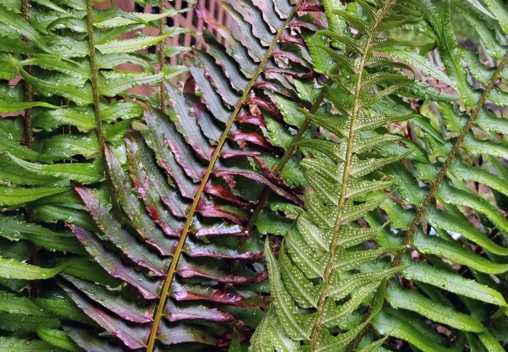 Ferns are known to be effective at preventing disease causing agents.