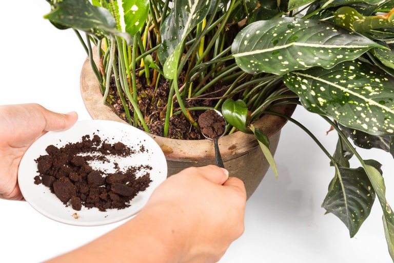 Ferns are not the only plants that benefit from coffee grounds.