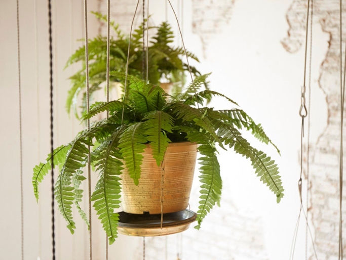 Ferns are one of the easiest houseplants to care for, and only need to be watered about once a week.