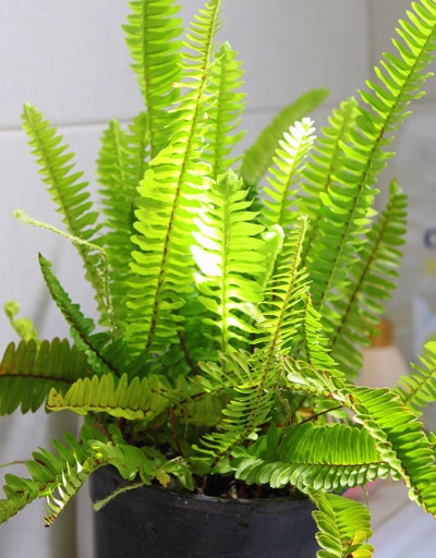 Ferns are one of the many houseplants that enjoy high humidity.