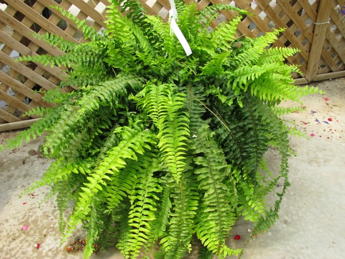 Ferns are one of the most popular houseplants, and for good reason.