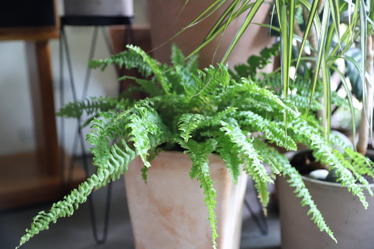 Ferns are one of the most popular houseplants, but they can be finicky when it comes to watering.