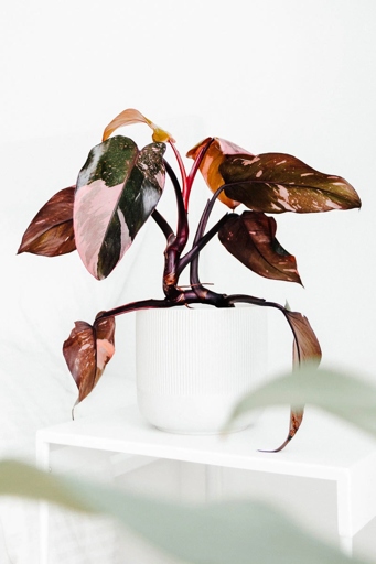 Fertilize your Pink Princess Philodendron every two weeks during the growing season with a balanced houseplant fertilizer.