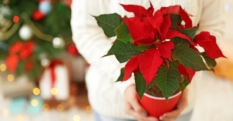 Fertilize your poinsettia regularly to keep it looking its best.