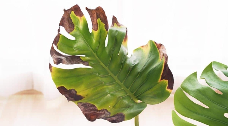 Fertilizer burn is a common problem for monstera owners.