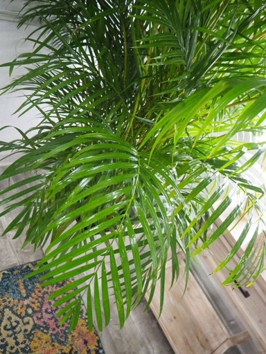 Fertilizer is important for both Parlor and Areca palms to maintain healthy growth.