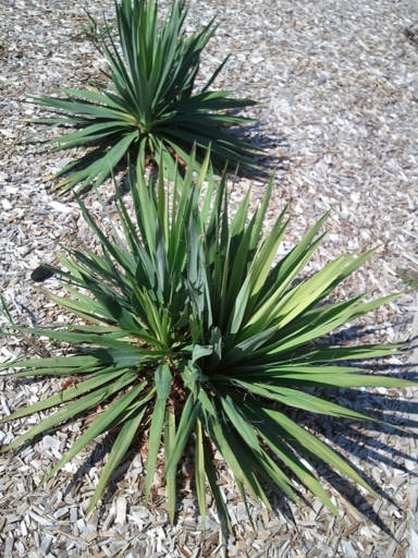 Fertilizer is important for the health of your Pendula Yucca.