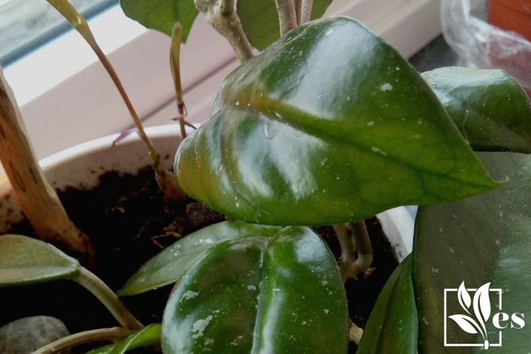 Fertilizer is not necessary when growing Hoya in water, as they are epiphytic plants that obtain their nutrients from the air and water.