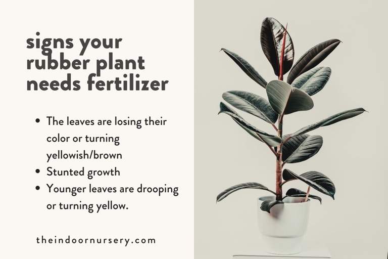 Fertilizer is one of the most common problems when it comes to rubber plants.