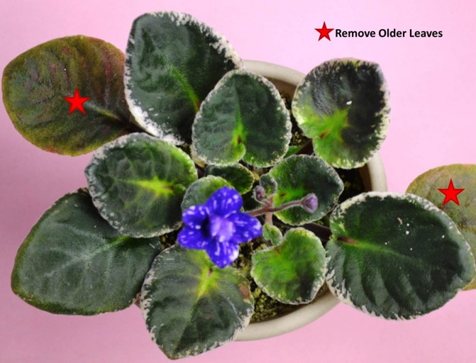 Fertilizer overdose is one of the most common causes of brown spots on African violet leaves.