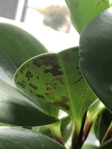 Fertilizer problems are the most common cause of brown spots on peperomia.