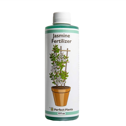 Fertilizers can help star jasmine grow faster.