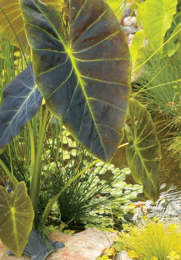 Fertilizing an overwintered elephant ear is a great way to give it a boost of nutrients to help it thrive in the spring.