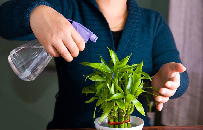 Fertilizing your lucky bamboo every few months will help keep it healthy and green.
