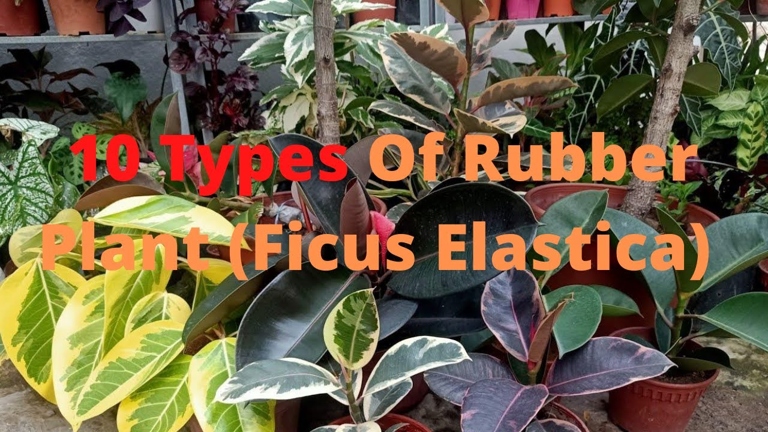 Ficus Elastica Tineke and Ficus Elastica Ruby are two types of plants in the Ficus Elastica species.